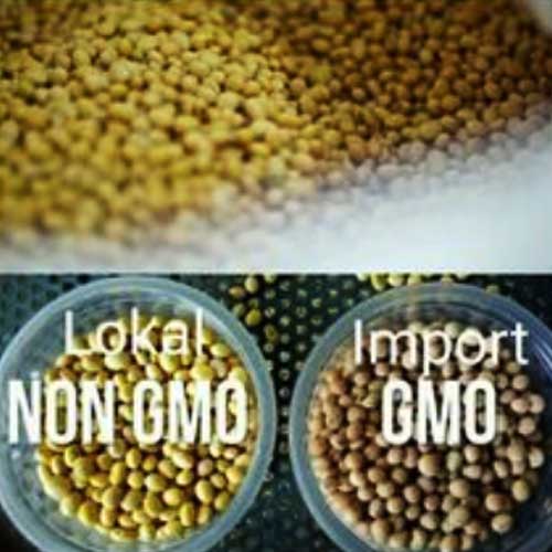 Kedelai Lokal Non GMO Versus Kedelai Impor GMO