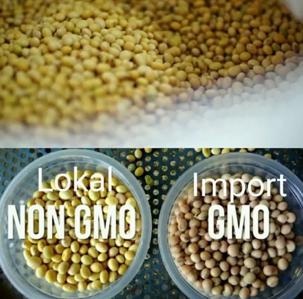 Kedelai impor GMO dan keledai lokal non-GMO